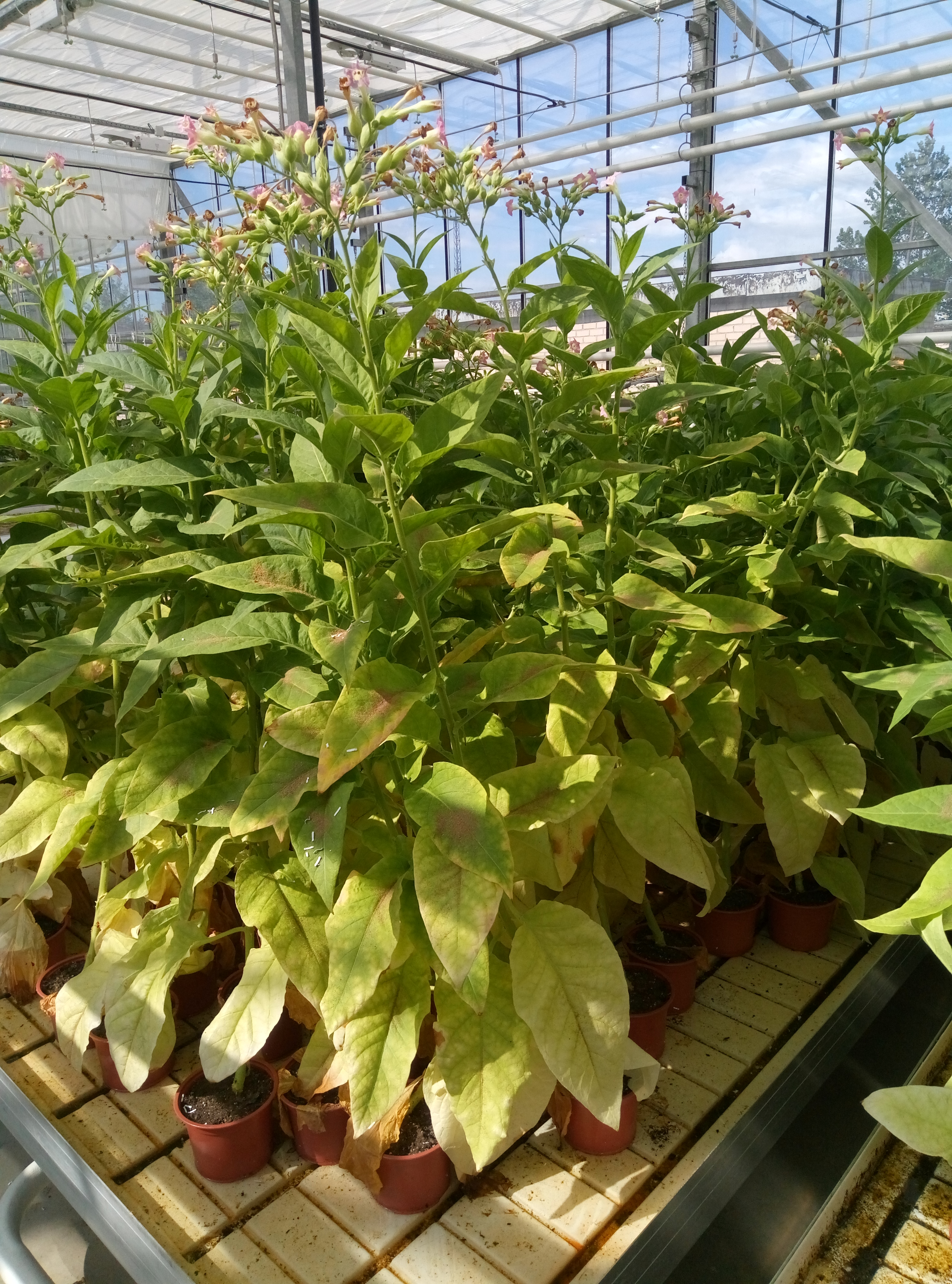 Quality control of beneficial insects