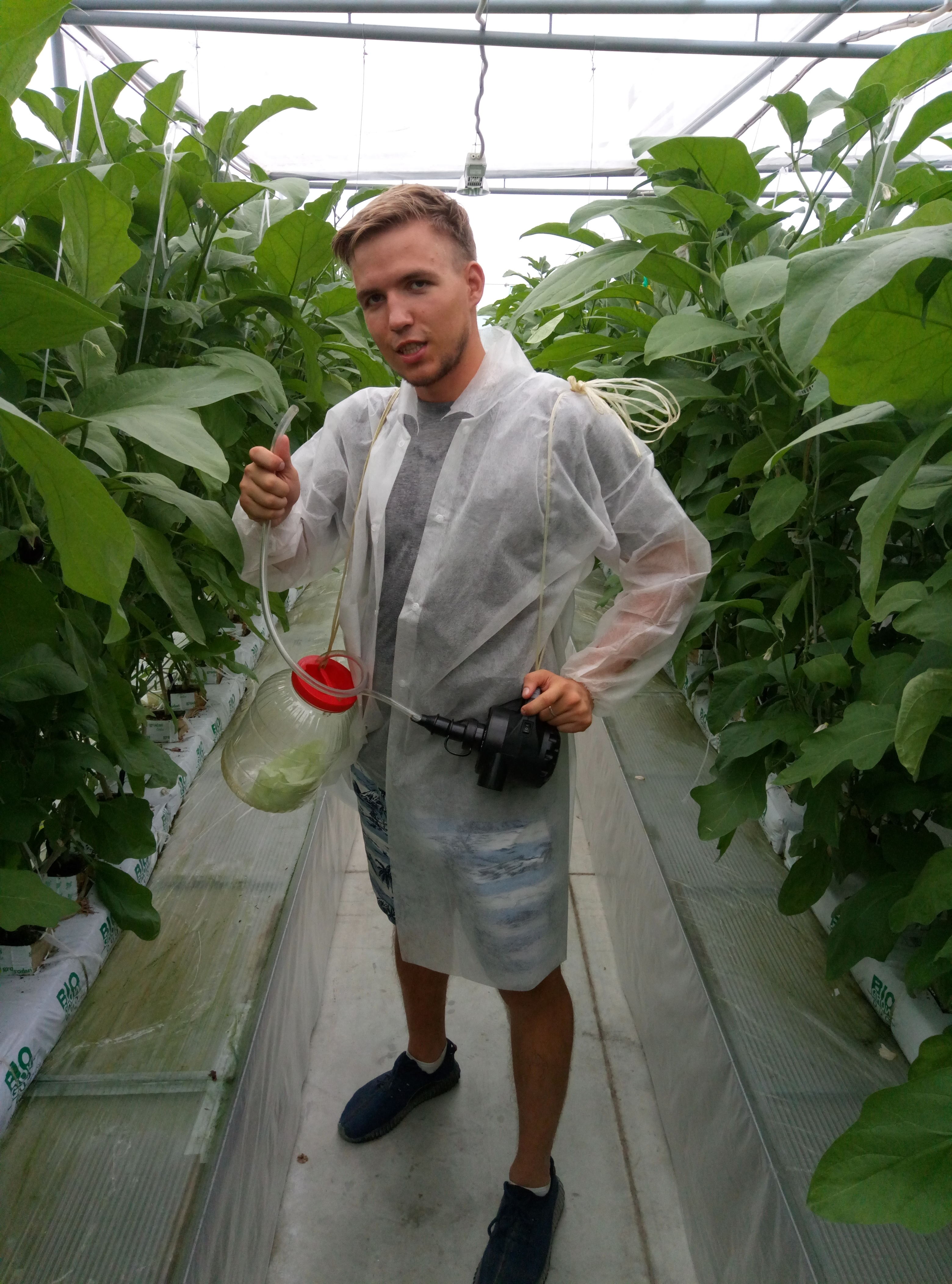 *Macrolophus* biocontrol production setup