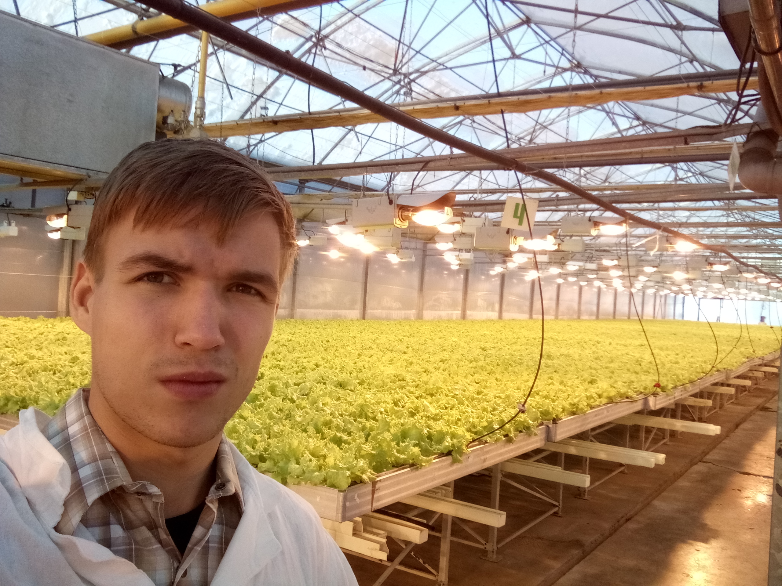 NFT lettuce production