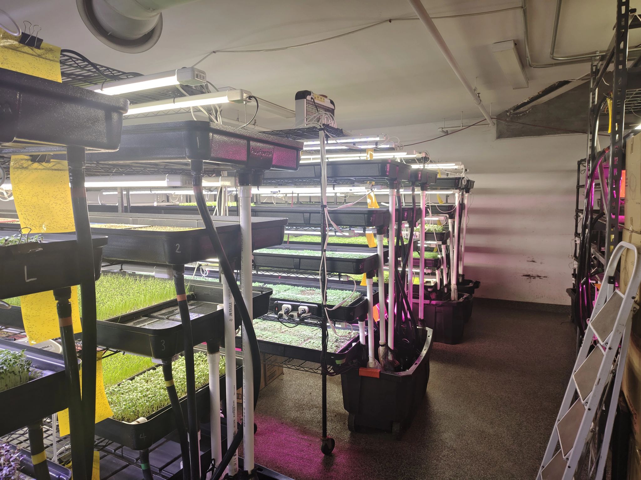 Hydroponic growing systems used for commercial microgreen production at a vertical farm in Boston.