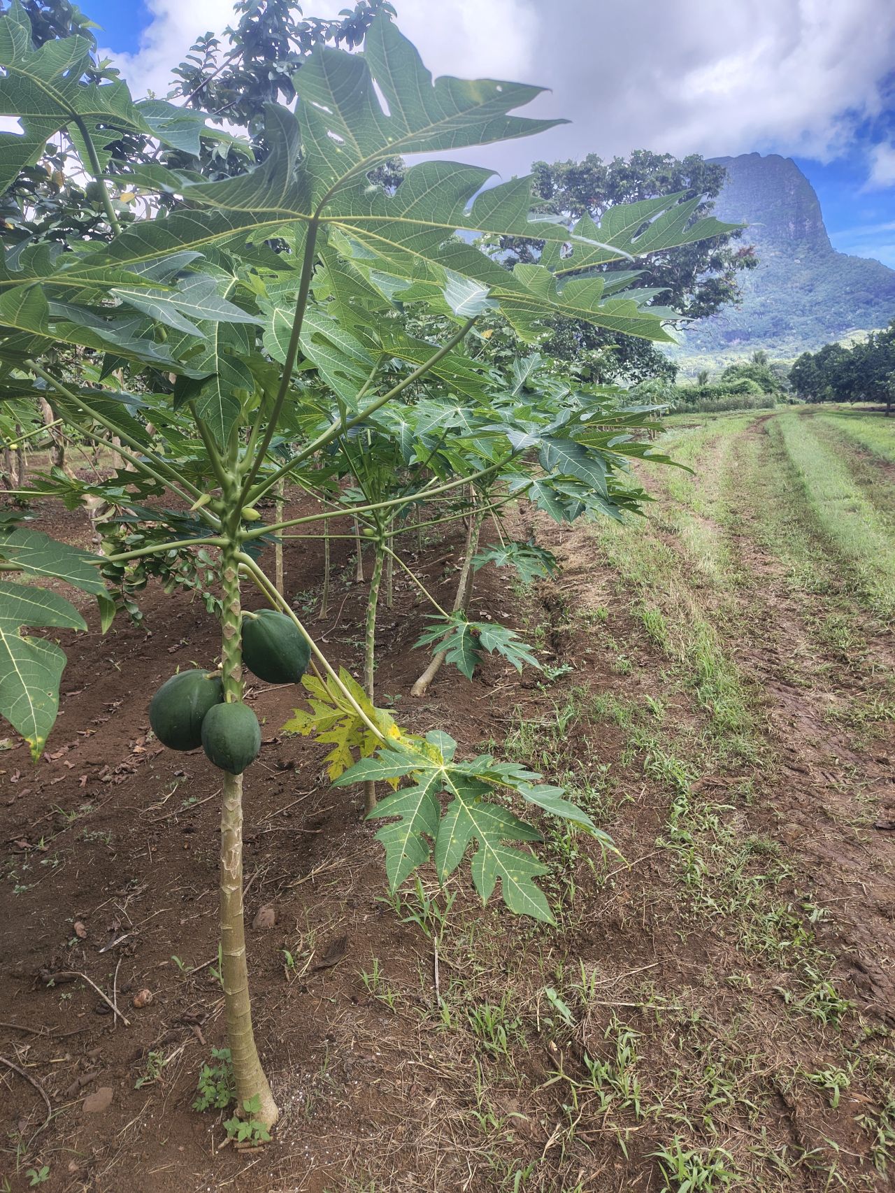 Intensive papaya cultivation on an organic farm on Moorea Island