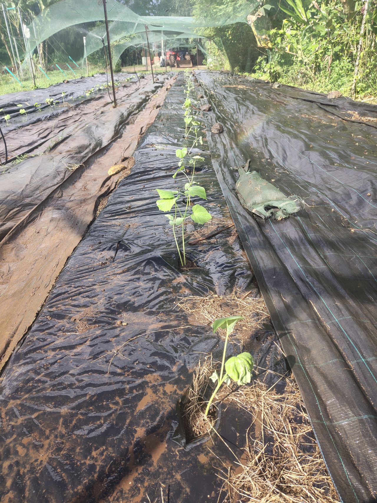 Cucumber plants showing disease symptoms on the organic farm on Moorea Island