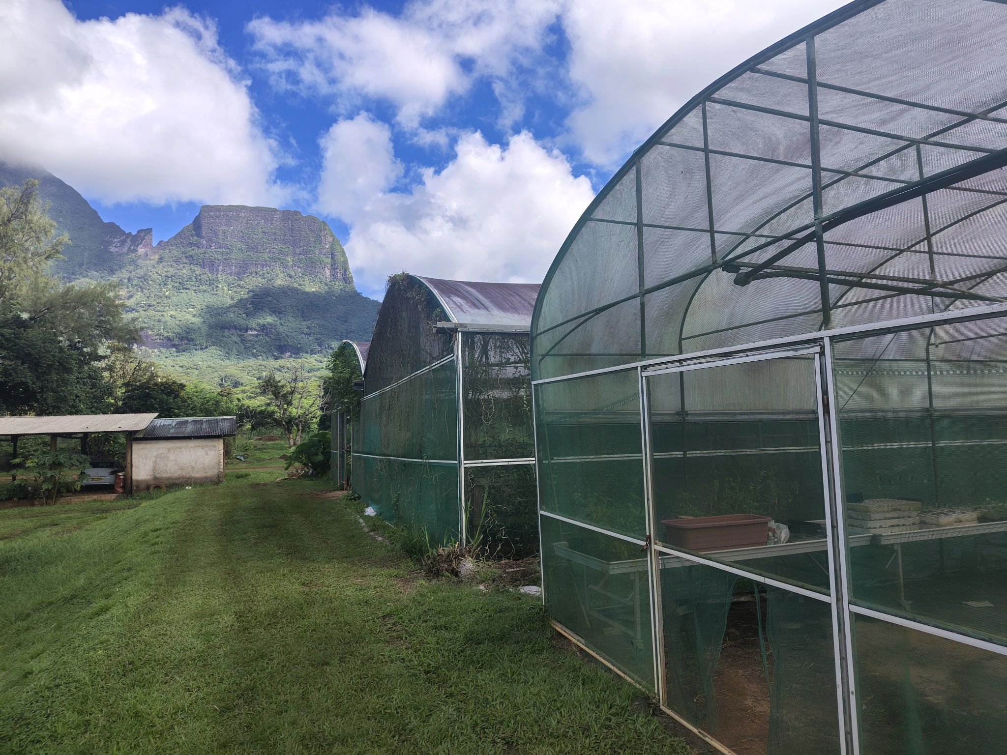 Semi-open greenhouses used for tropical crop production on Moorea Island