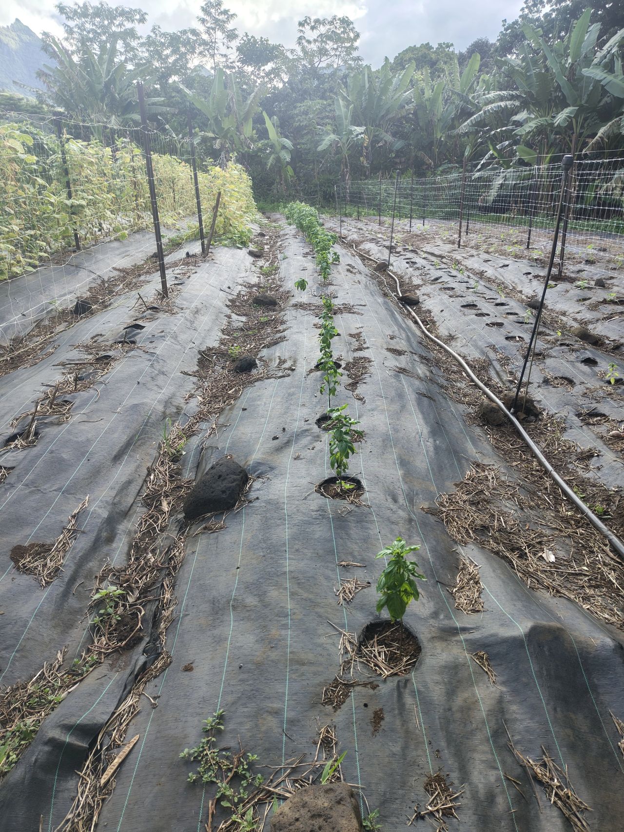 Basil cultivation on the organic farm on Moorea Island
