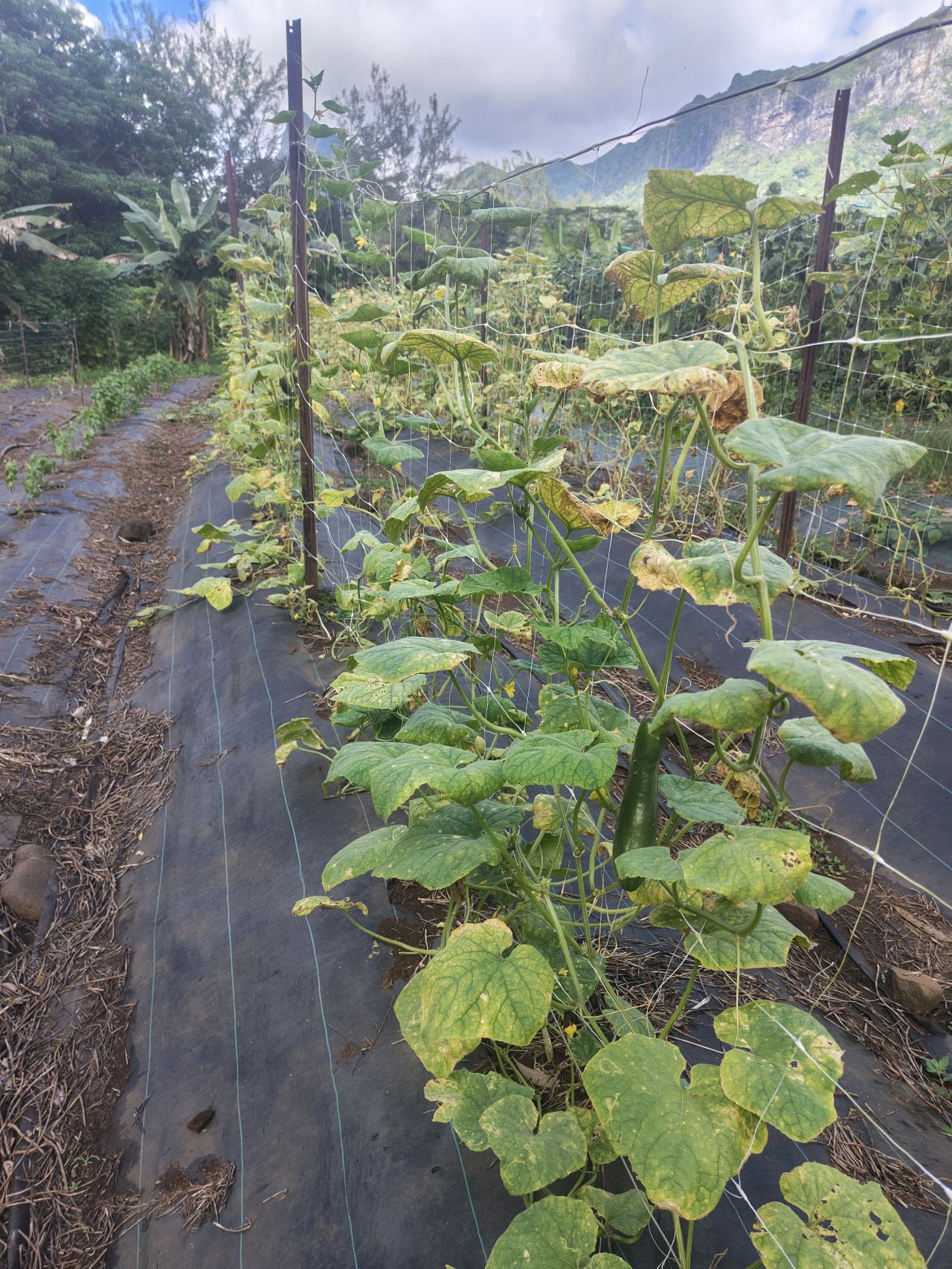 Cucumber plants showing disease symptoms on the organic farm on Moorea Island