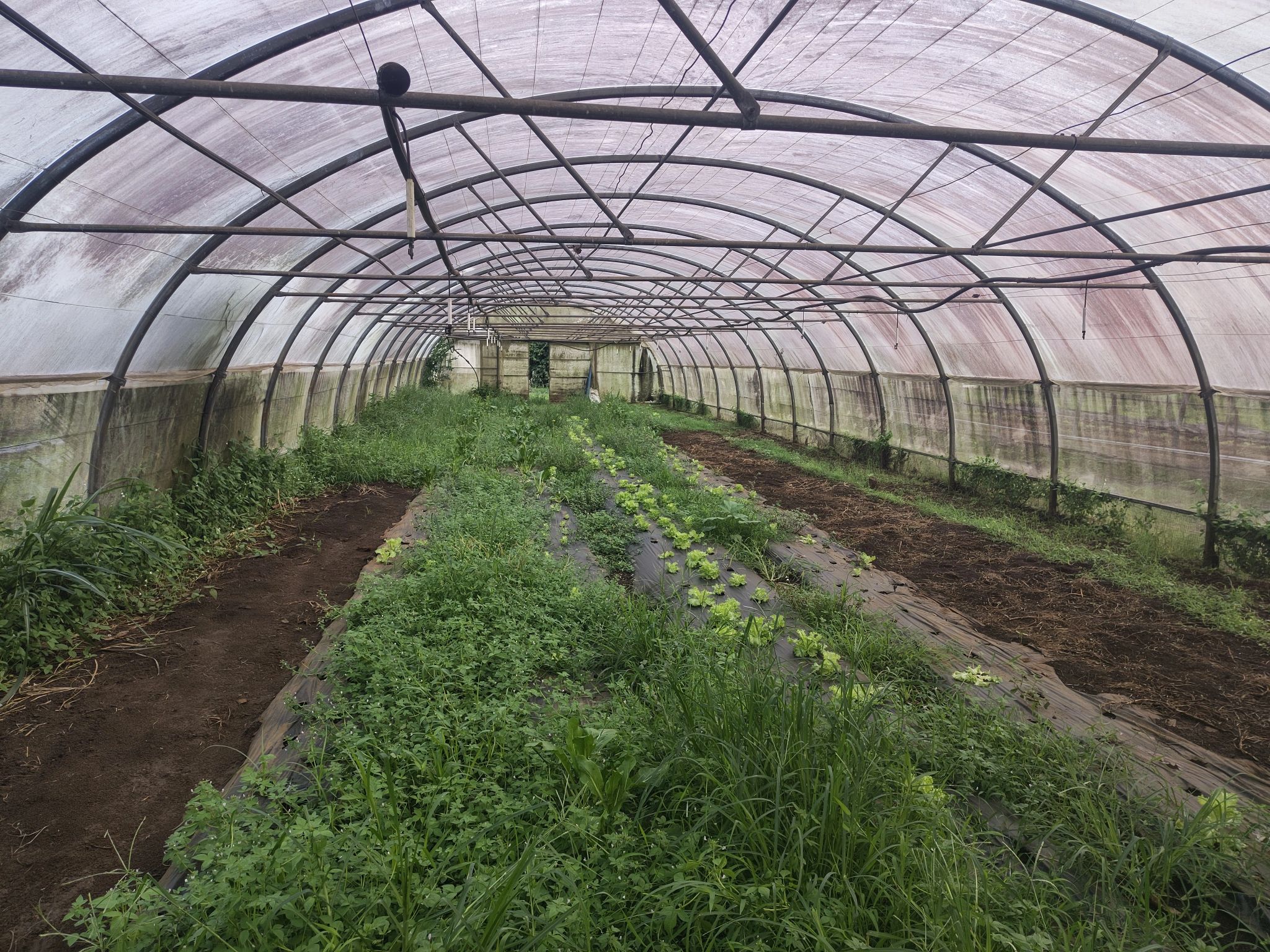 Underutilised greenhouse space on the organic farm on Moorea Island
