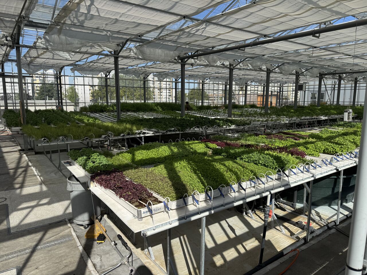 Intérieur de la serre principale d’une ferme urbaine commerciale en toiture à Paris