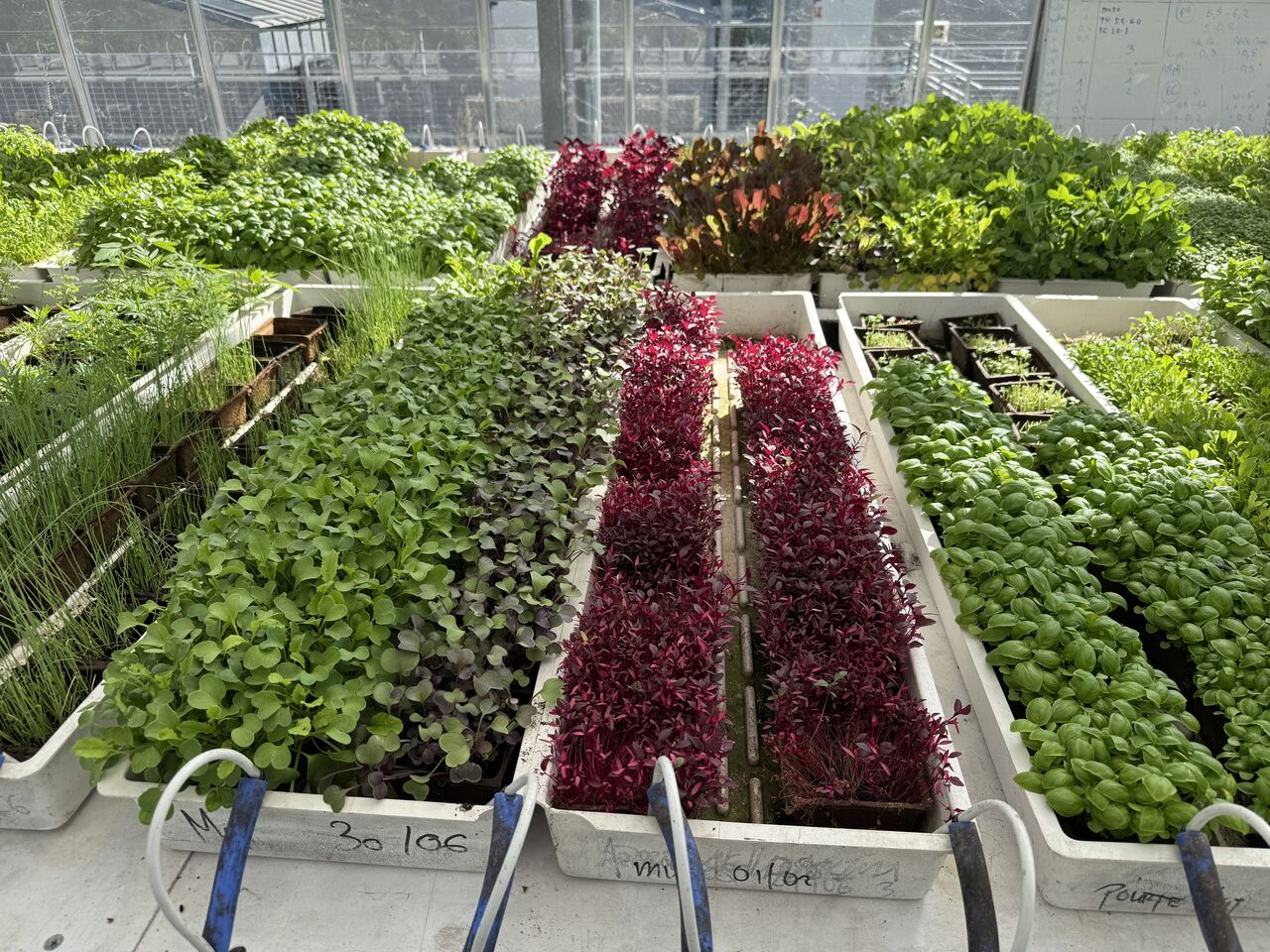 Culture de micropousses dans une ferme urbaine commerciale en toiture à Paris