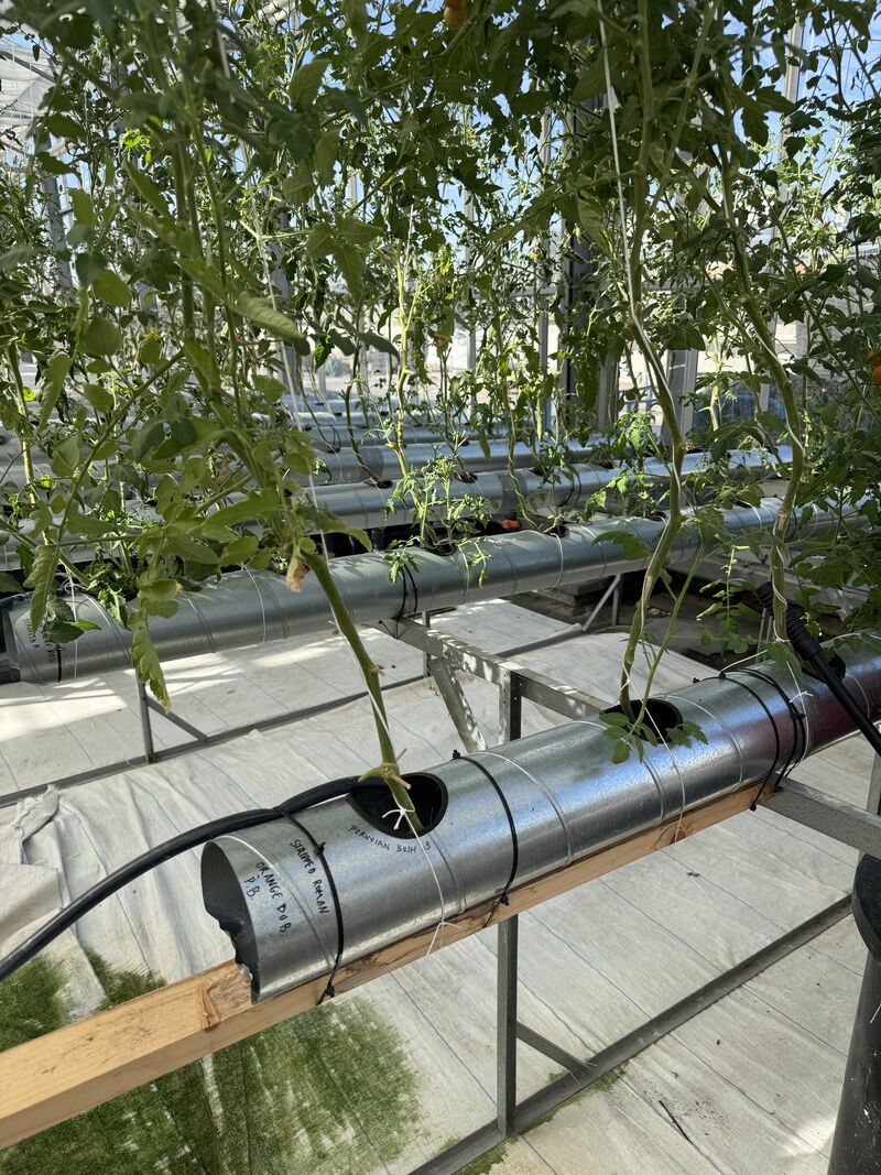 Culture expérimentale de tomates en système hydroponique NFT dans une ferme en toiture à Paris