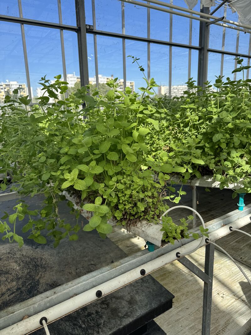 Culture de mélisse en système hydroponique NFT avec un cycle de production prolongé