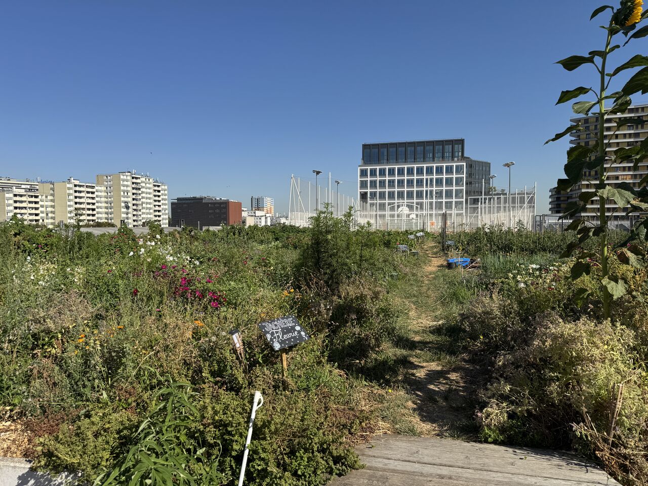Culture de légumes en plein air sous lumière naturelle dans une ferme urbaine en toiture à Paris