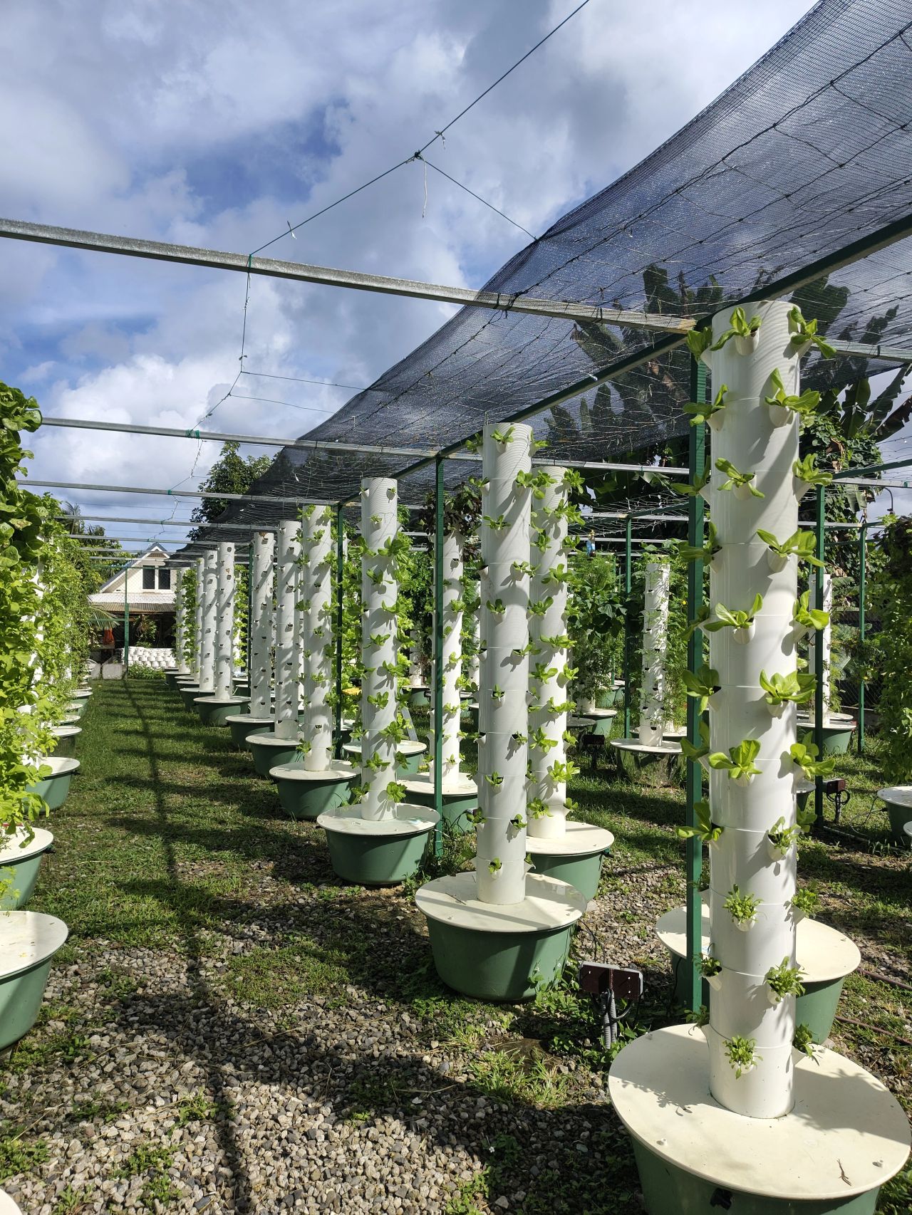Shading trial on hydroponic growing towers under tropical conditions in Tahiti