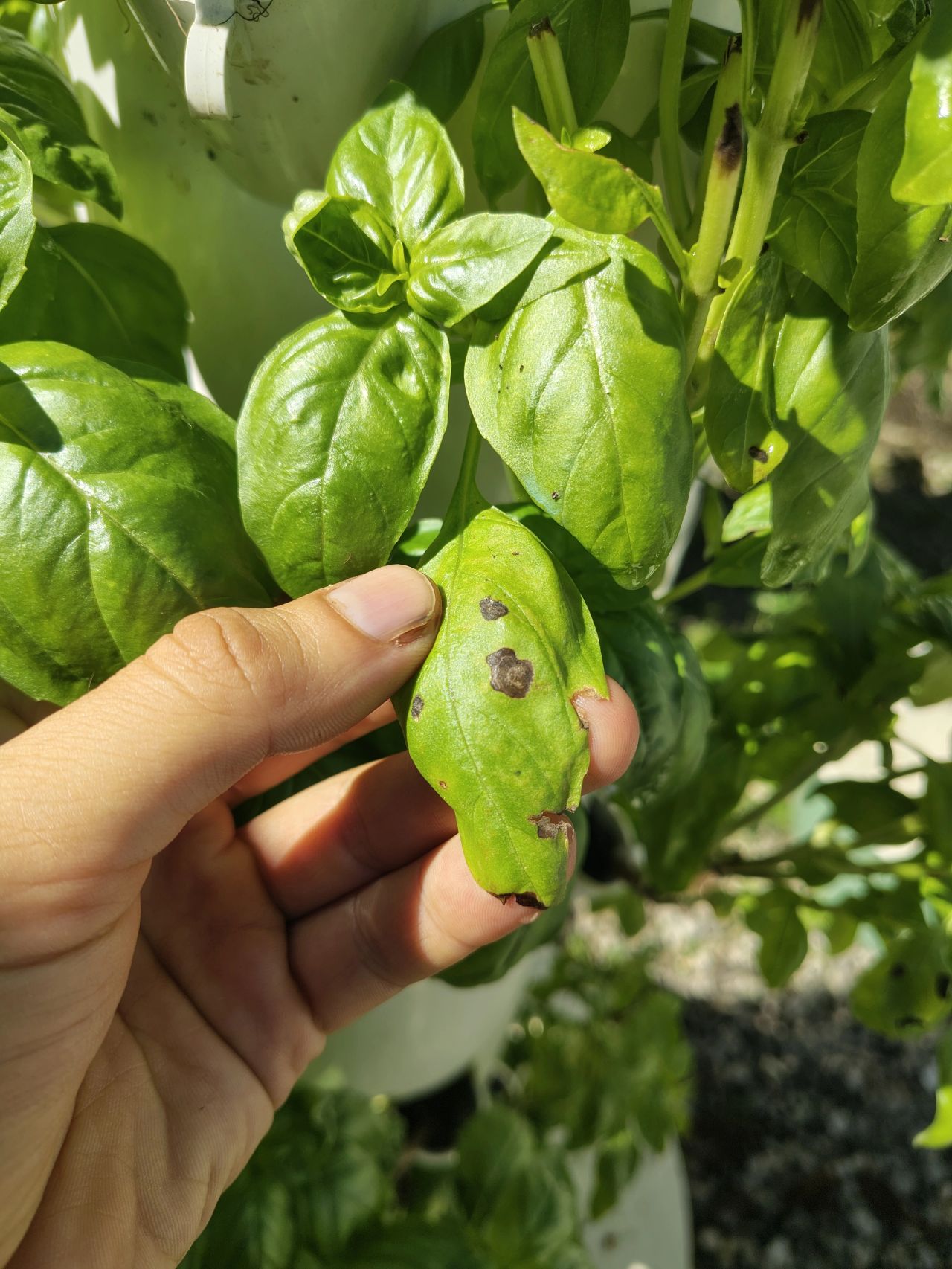 Detection and management of fungal diseases in hydroponic crops in Tahiti