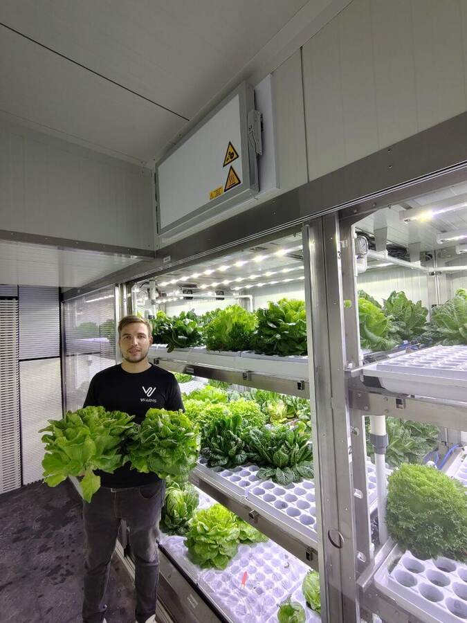 Romaine lettuce about 1 kg