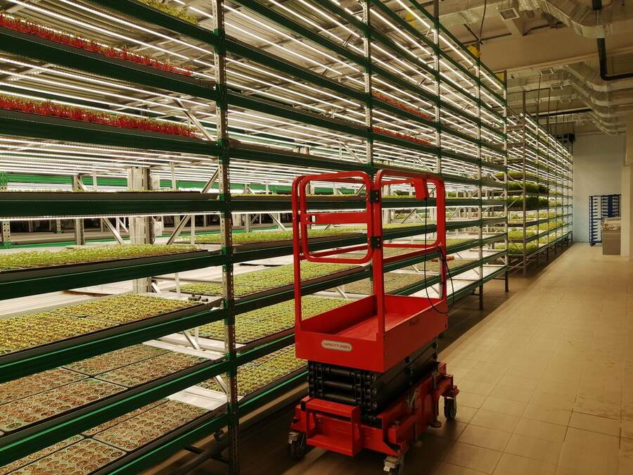 Large-scale herb vertical farm grow room