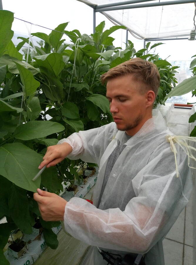 Experimental collection of entomophages from plants