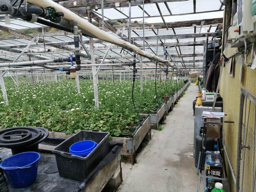 *Ranunculus* crop with biological protection