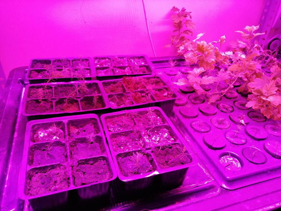 Urban Greenhouse Challenge reforestation prototype