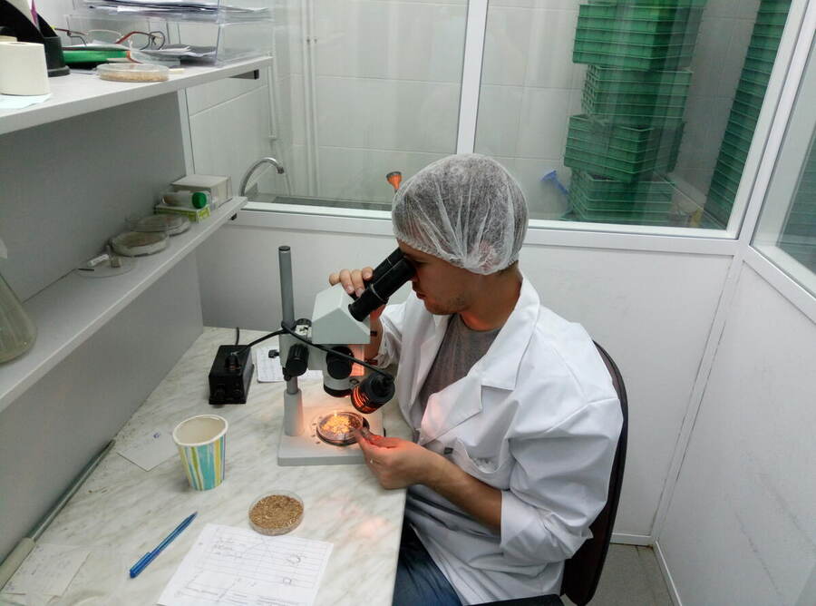 *Phytoseiulus* & *Encarsia* scale-up facility