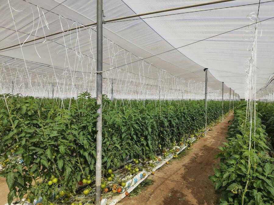 Beneficial insect distribution across crop rows