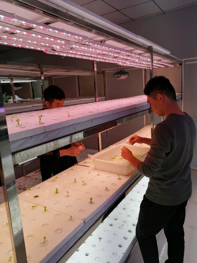 University hydroponics lab benches