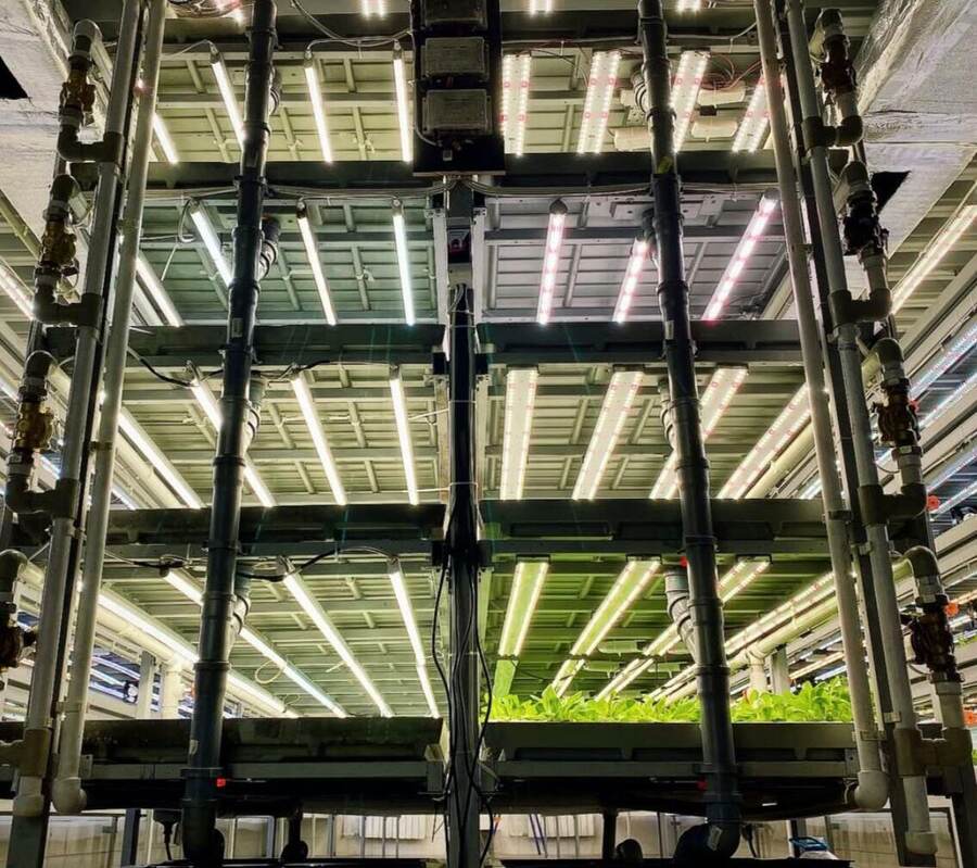 Baby-leaf production