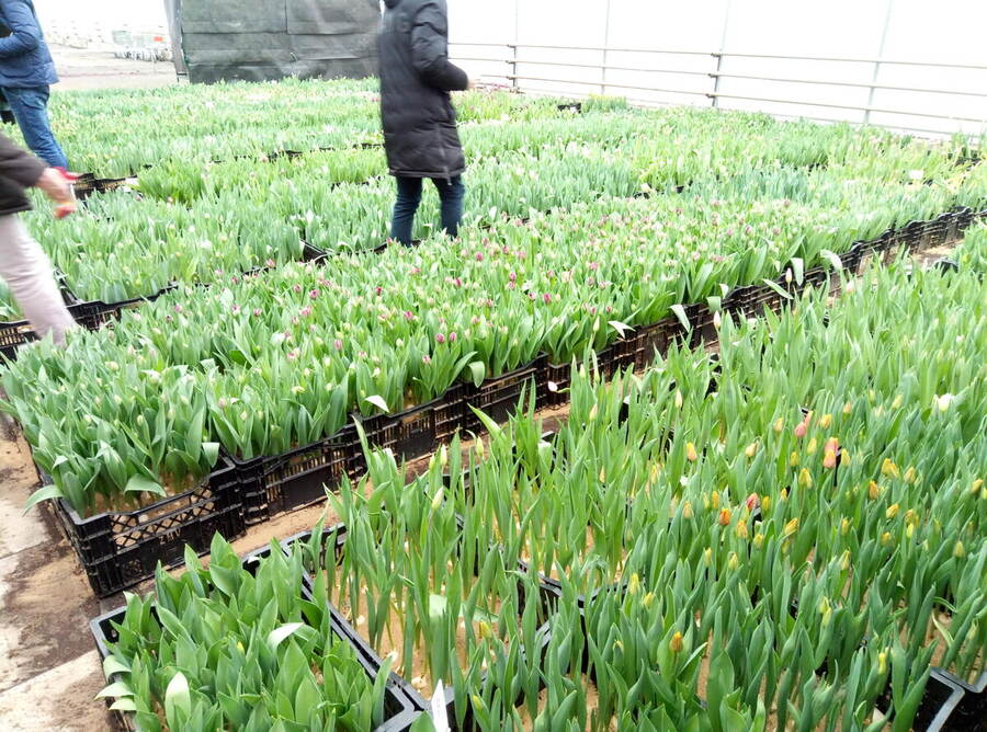 Tulip production optimization greenhouse