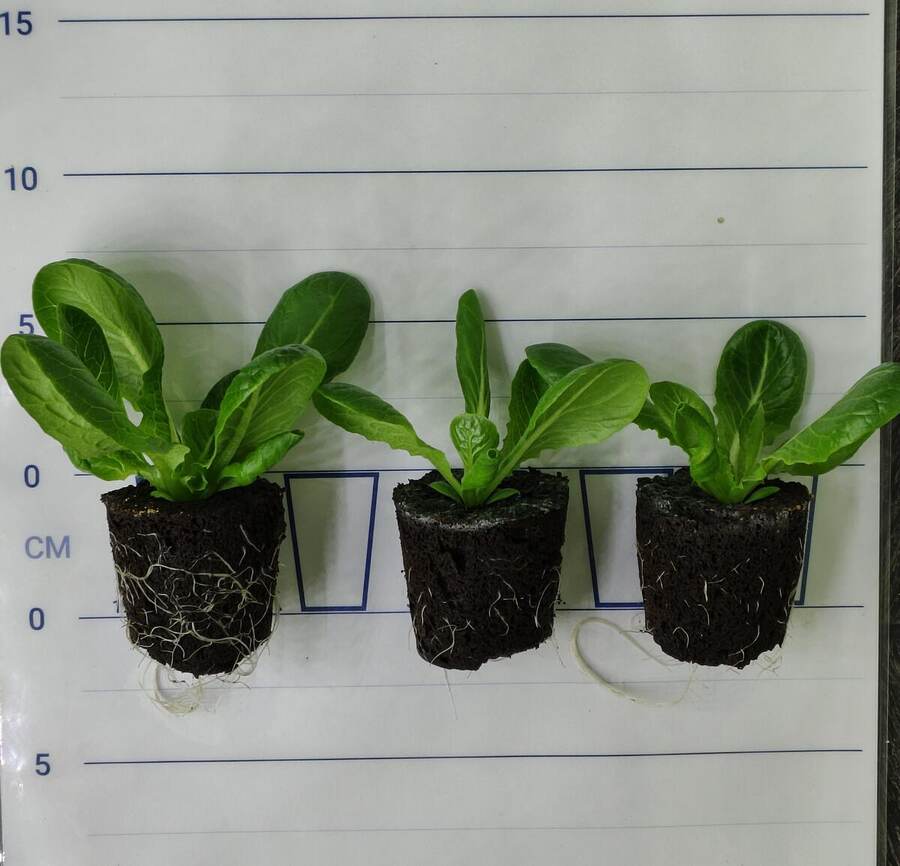 Baby‑leaf lettuce trays