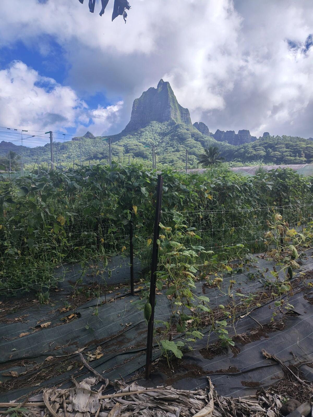 View of the organic farm plantation and mountains on Moorea Island
